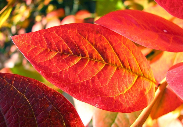 Fall leaf