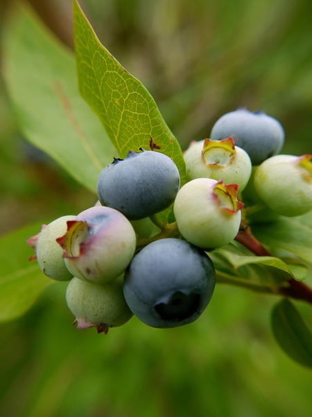 Fruits