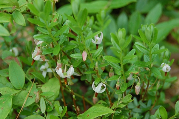 Vaccinium macrocarpon