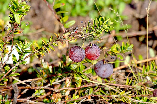 Vaccinium macrocarpon