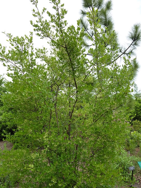 Vaccinium arboreum