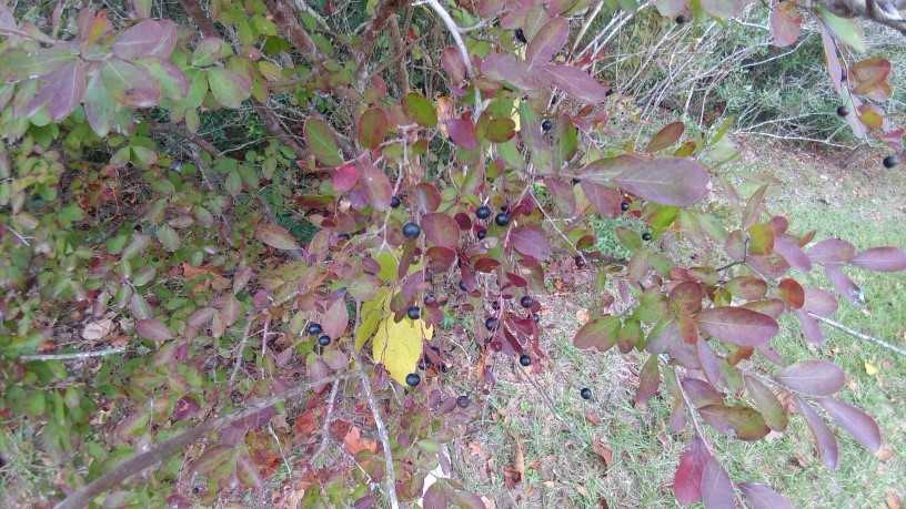 Fall leaf color
