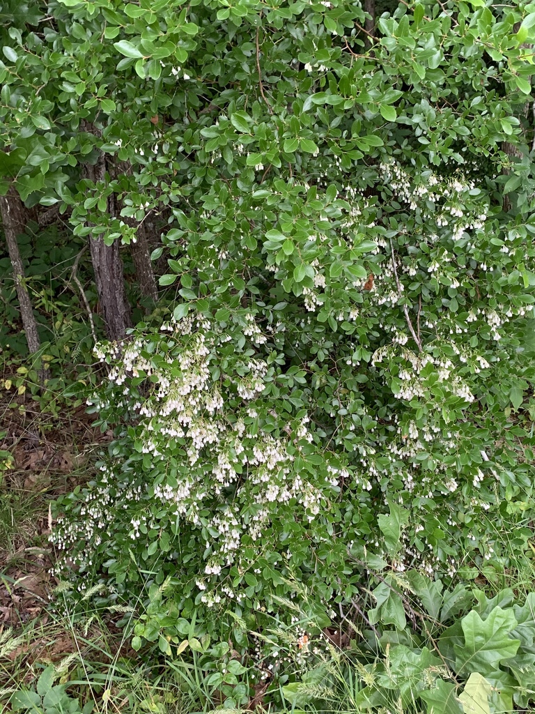 Form in bloom