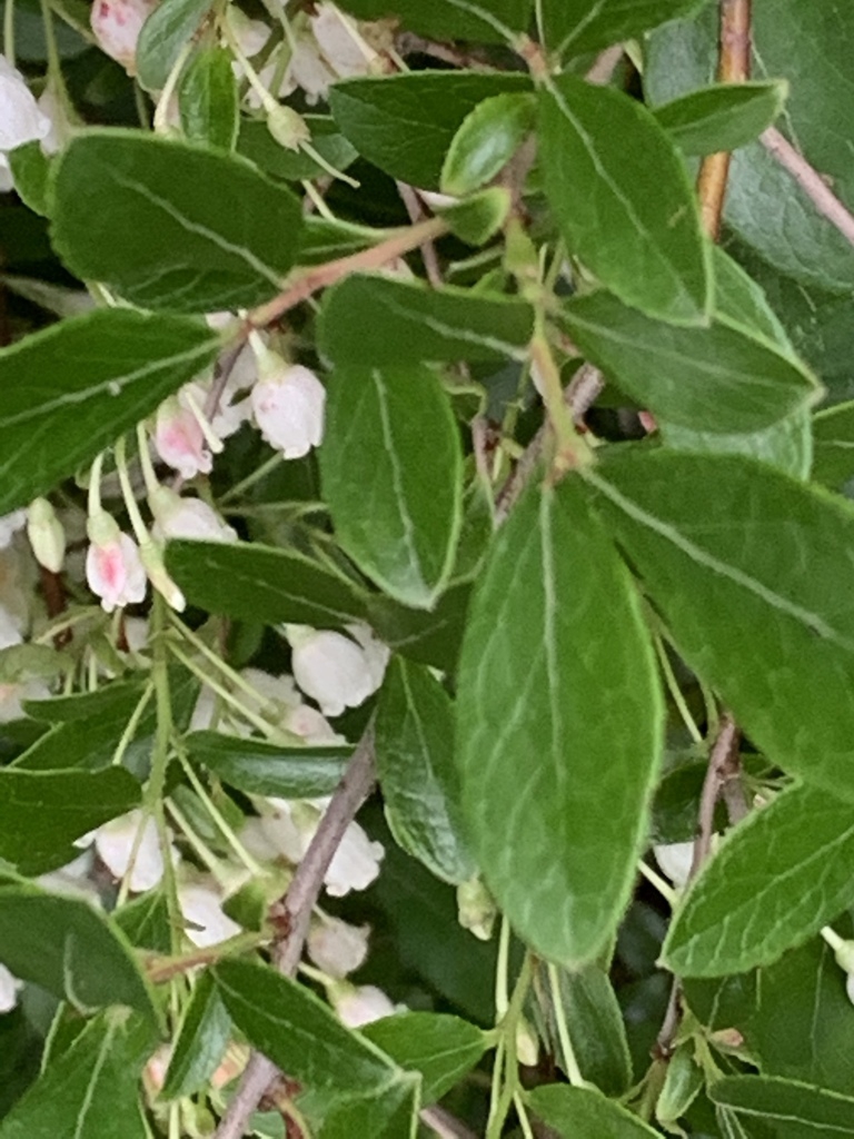 Leaves