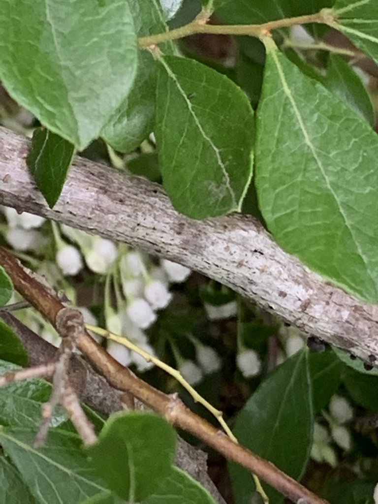 Stem