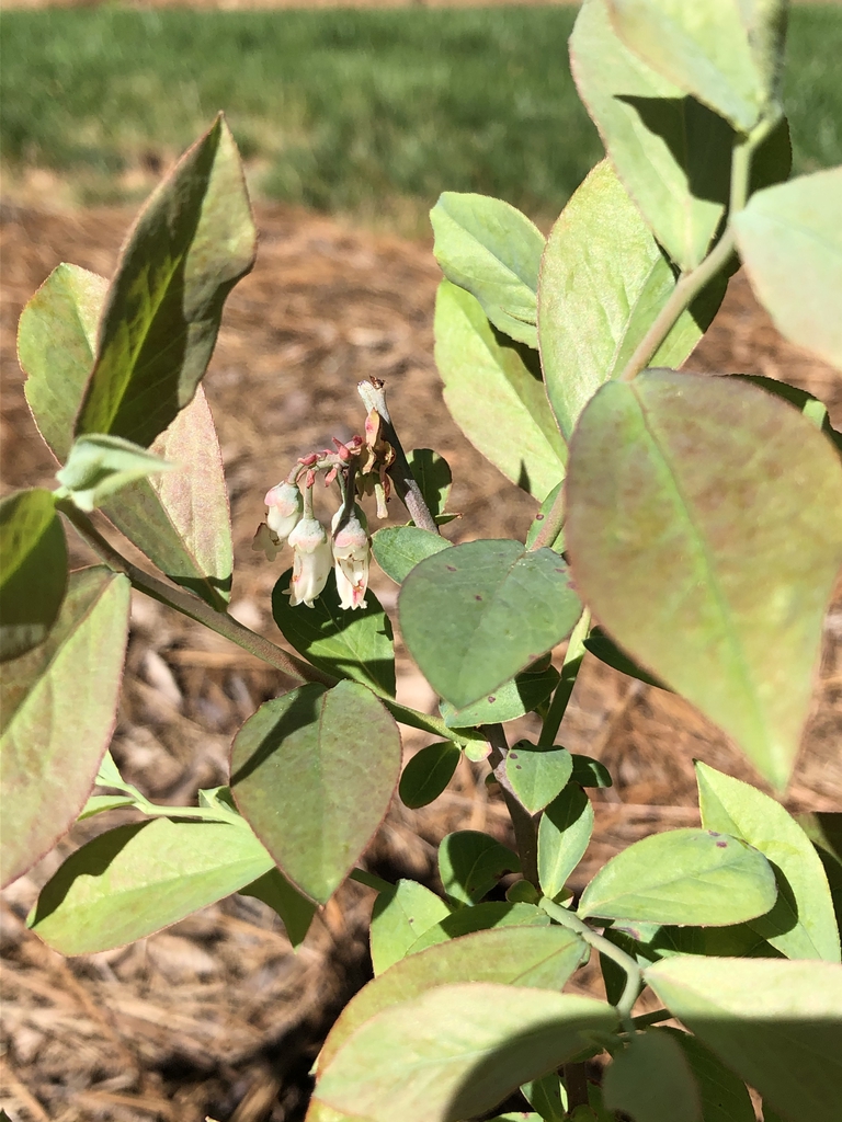 Vaccinium ashei