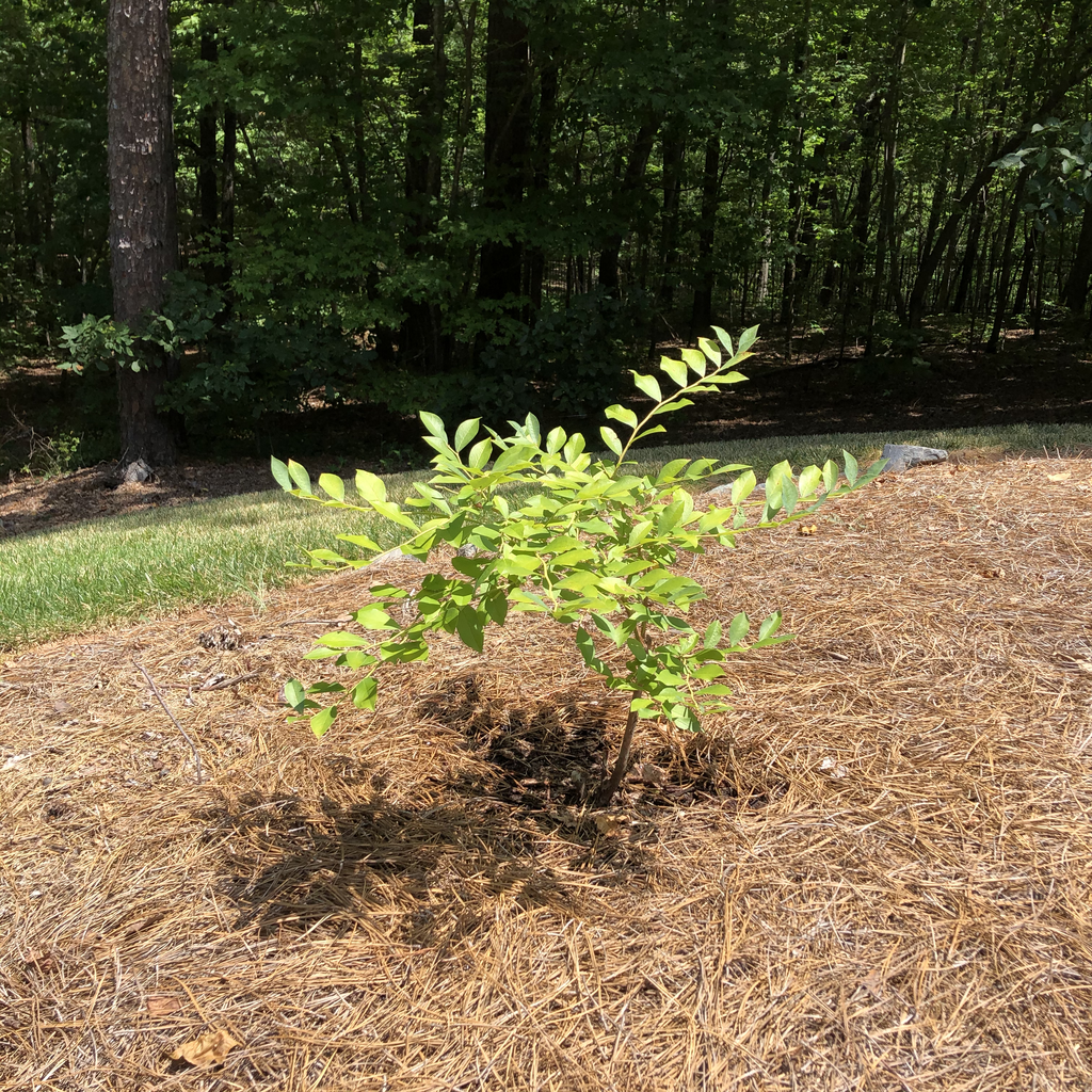 Vaccinium corymbosum
