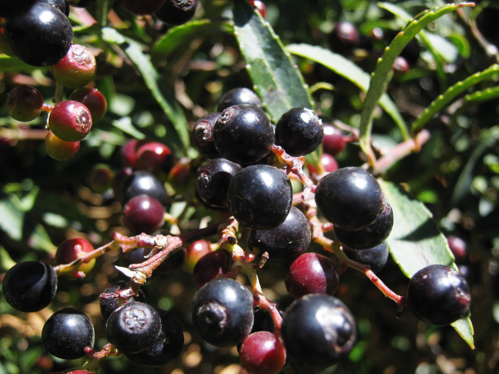 Vaccinium consanguineum