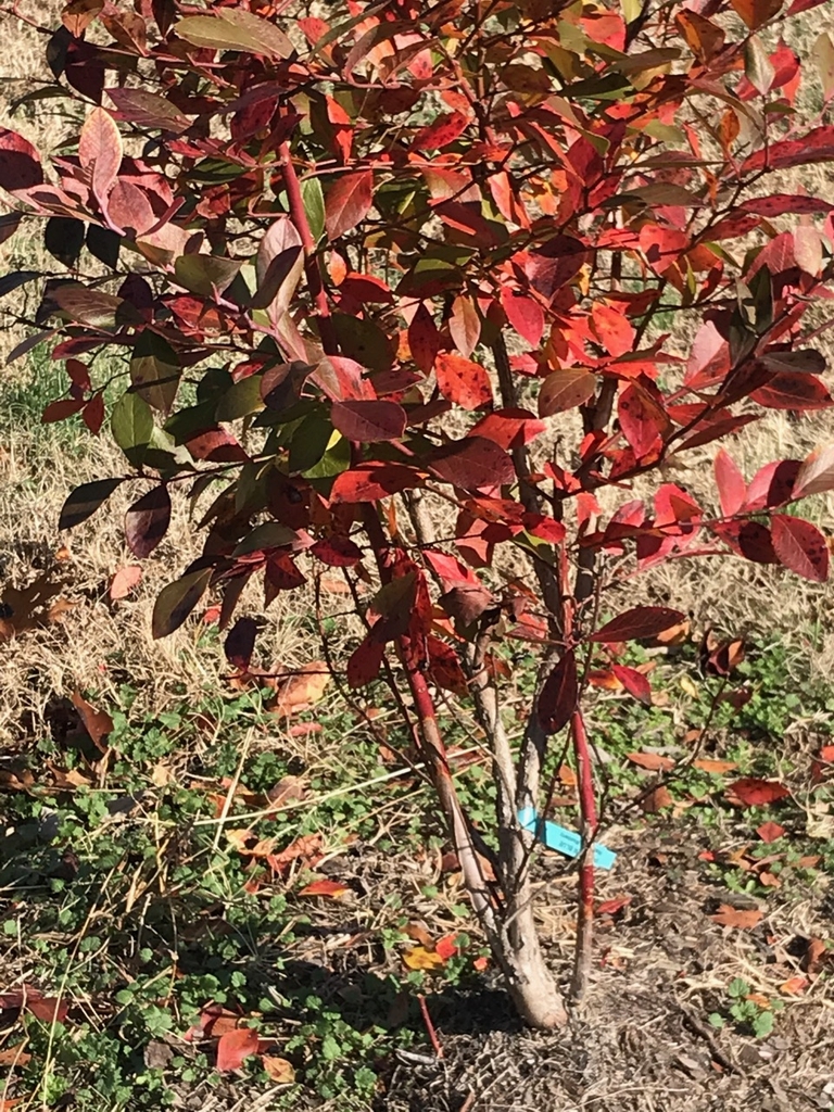 fall color