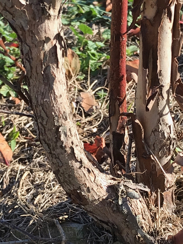Bark