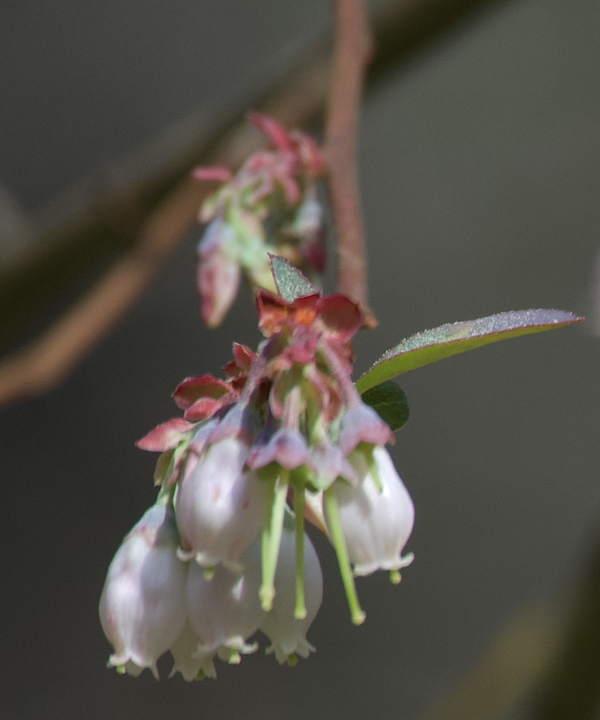 Bell-shaped (Urceolate) flowers red new stems and bracts