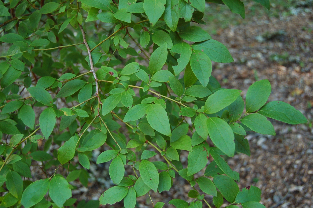 Vaccinium corymbosum