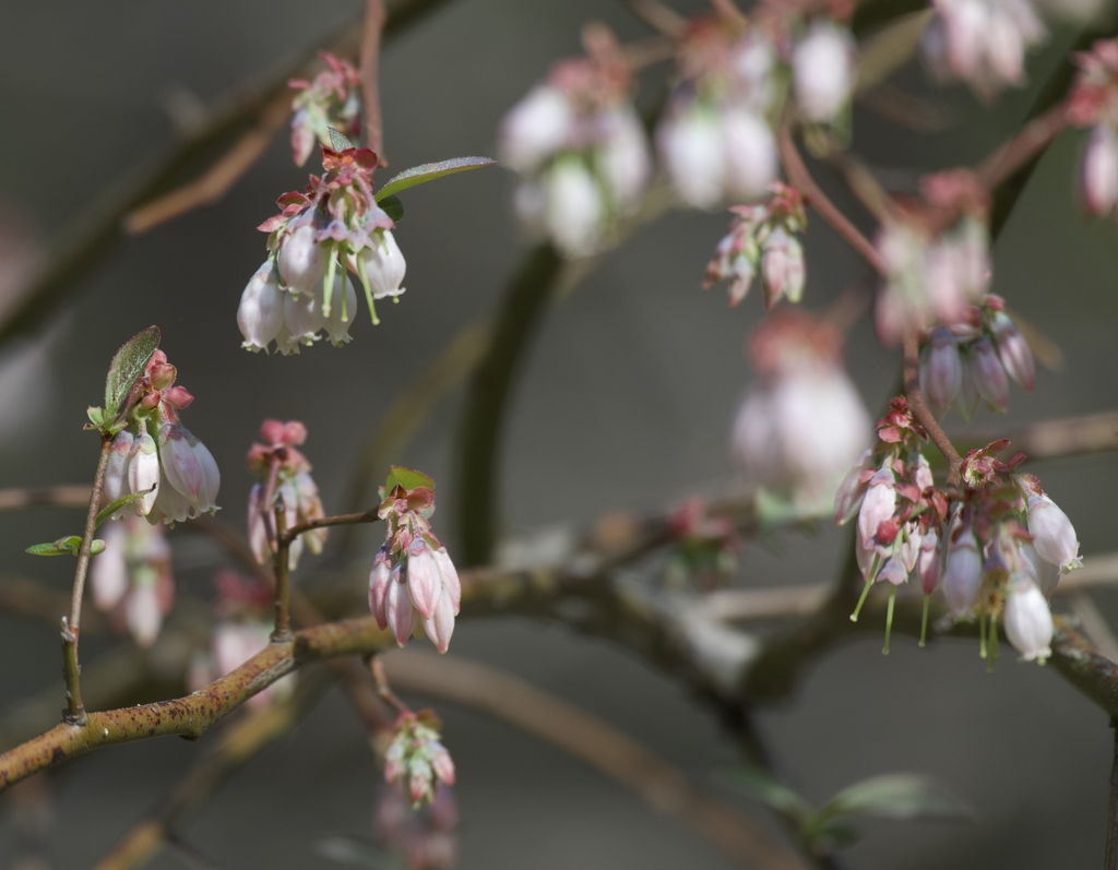 Clusters of urn shaped flowers and red sepals