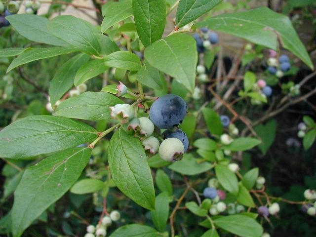 Vaccinium corymbosum