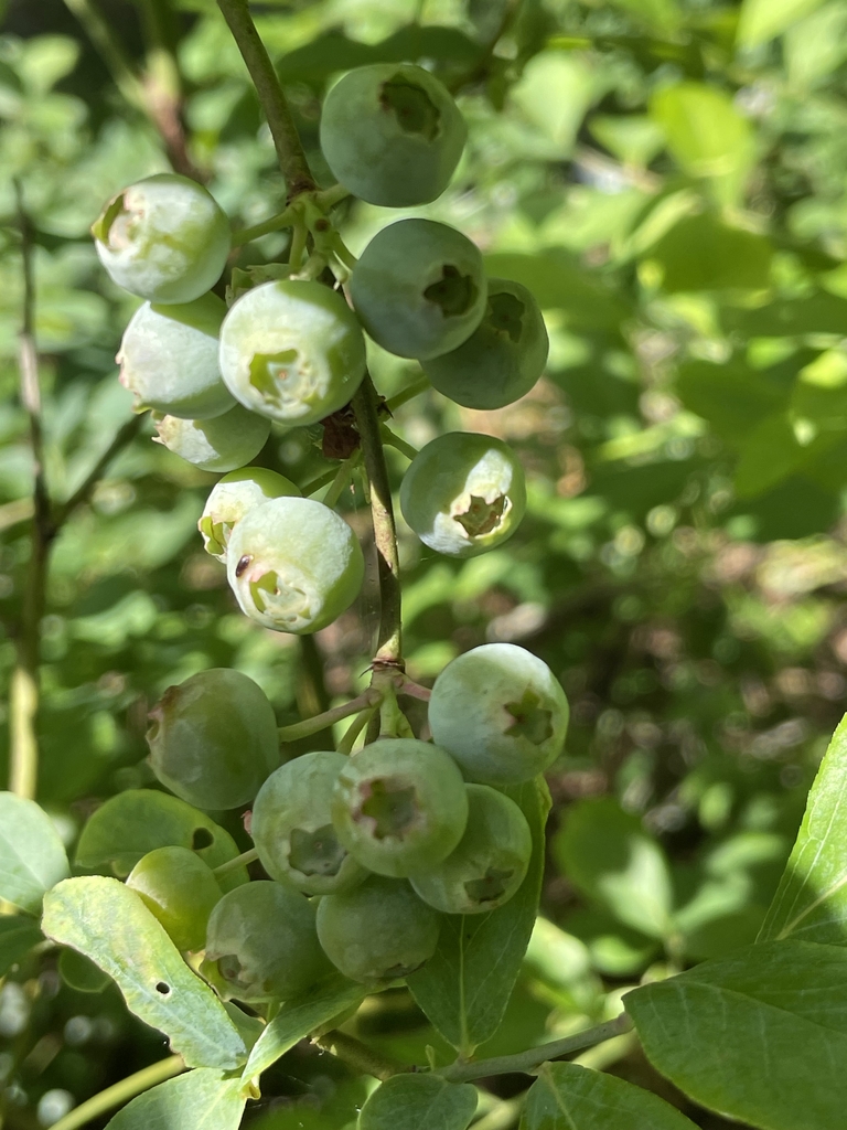 Vaccinium corymbosum 'Premier'