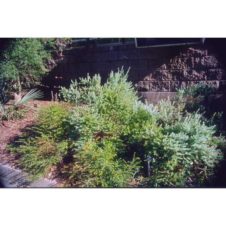 Vaccinium darrowii 'John Blue'