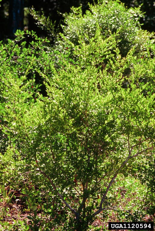 Vaccinium elliottii