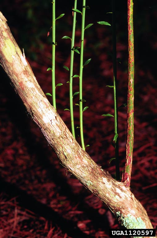 Vaccinium elliottii