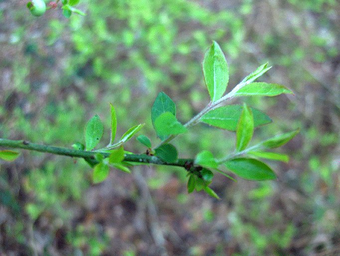 Vaccinium elliottii