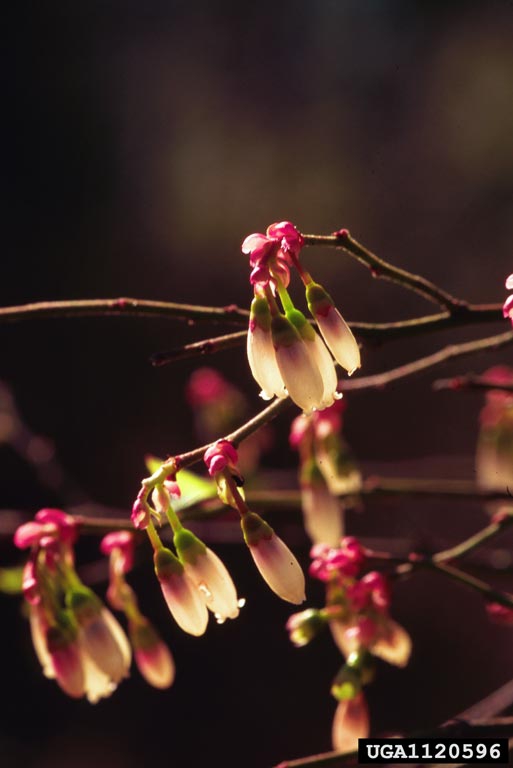 Vaccinium elliottii
