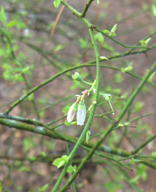 Vaccinium elliottii