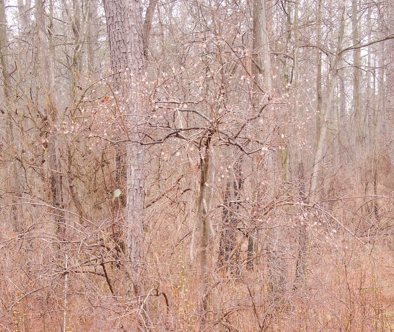 Vaccinium formosum