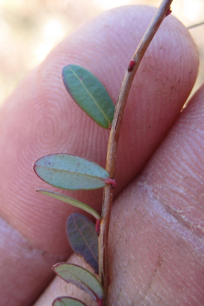 Stem