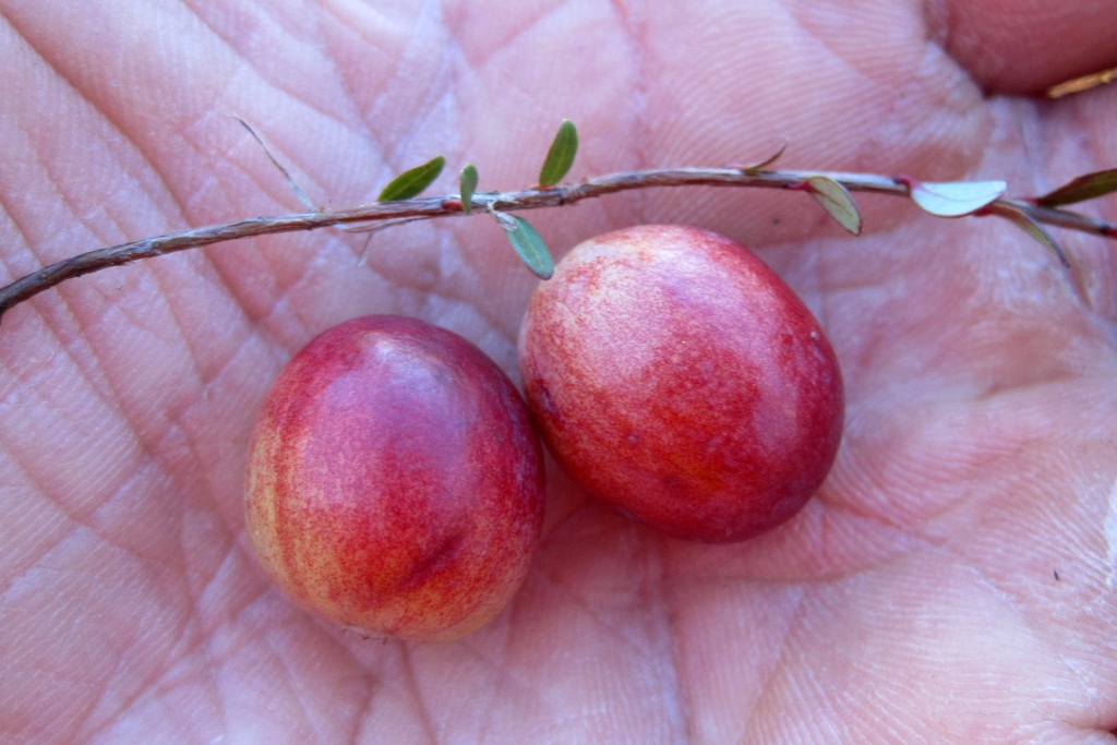 Vaccinium macrocarpon