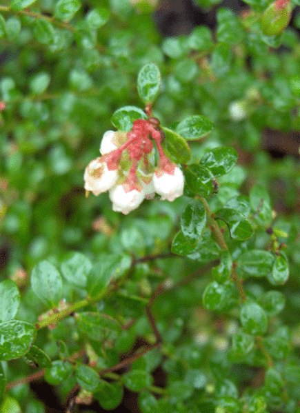Vaccinium myrsinites