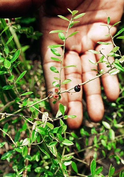 Vaccinium myrsinites