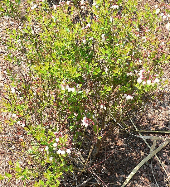 Vaccinium myrsinites