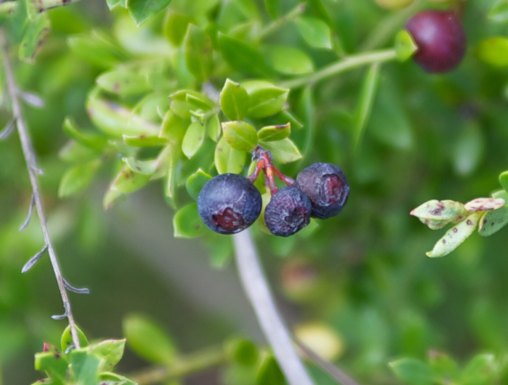 Vaccinium myrsinites