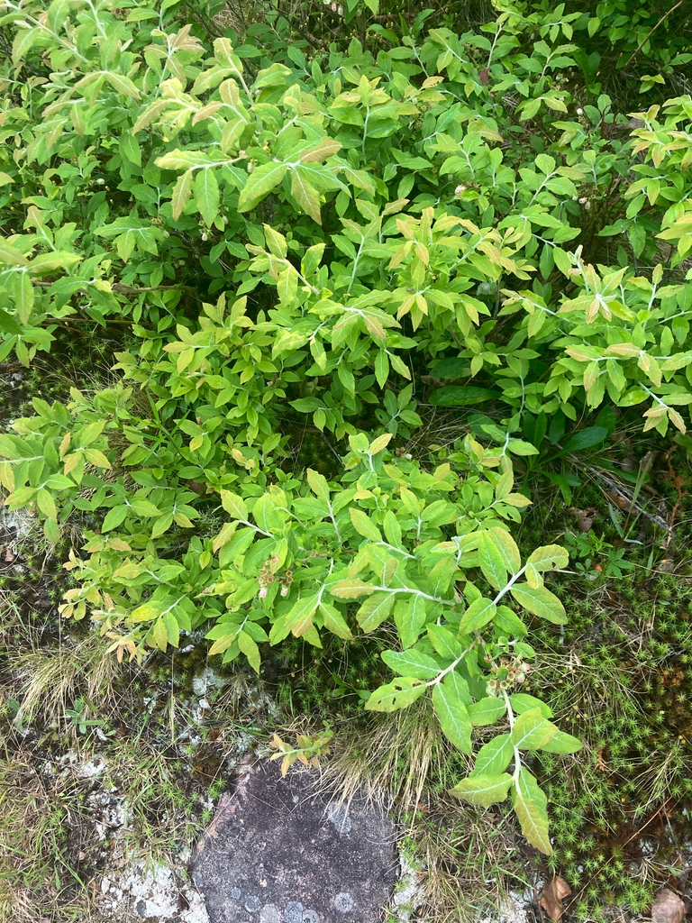 Form of the shrub
