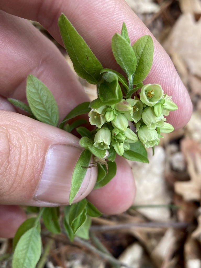 Cluster of bell-shaped flowers