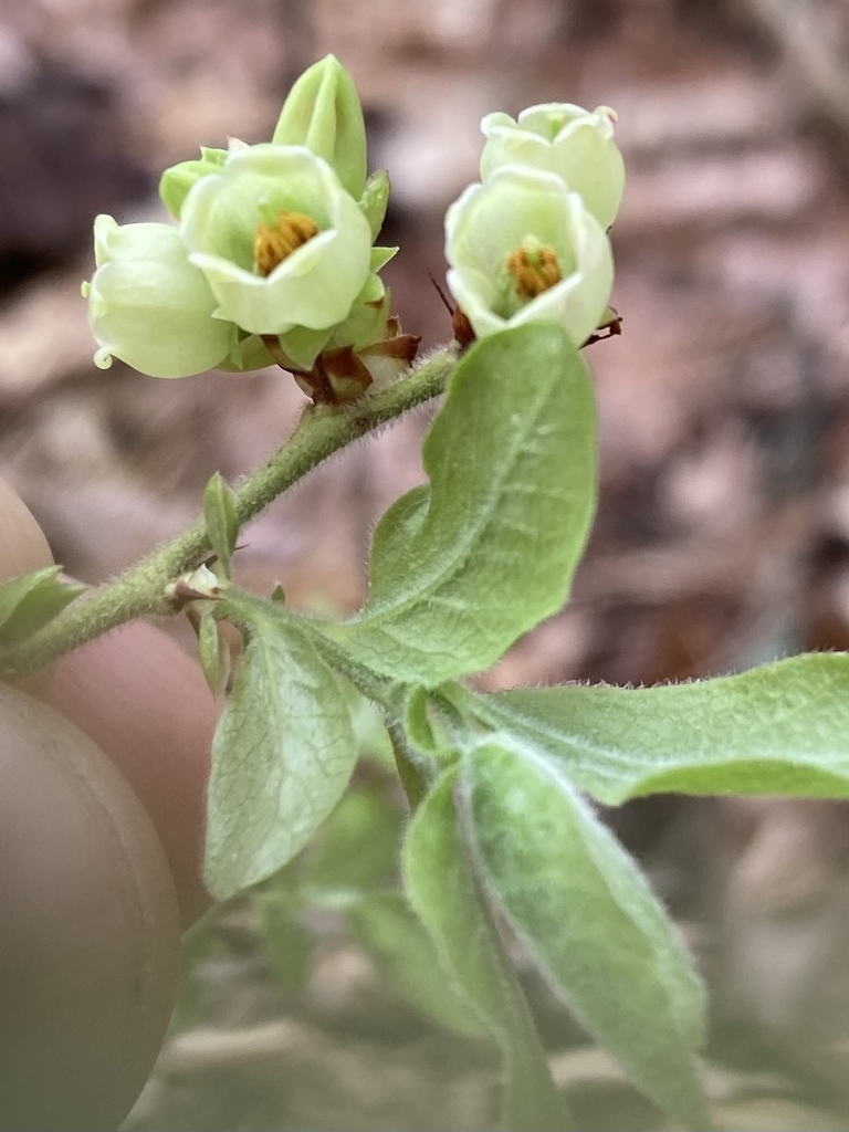 Looking into to the flowers