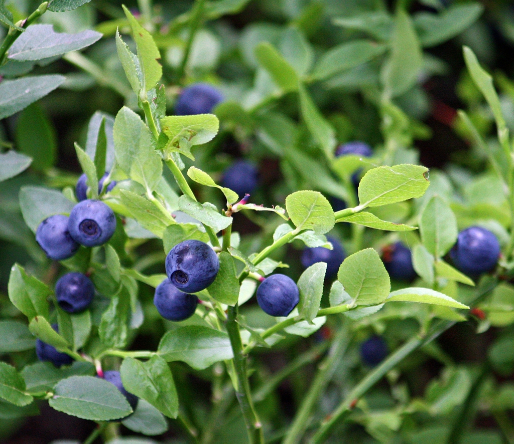 Vaccinium myrtillus
