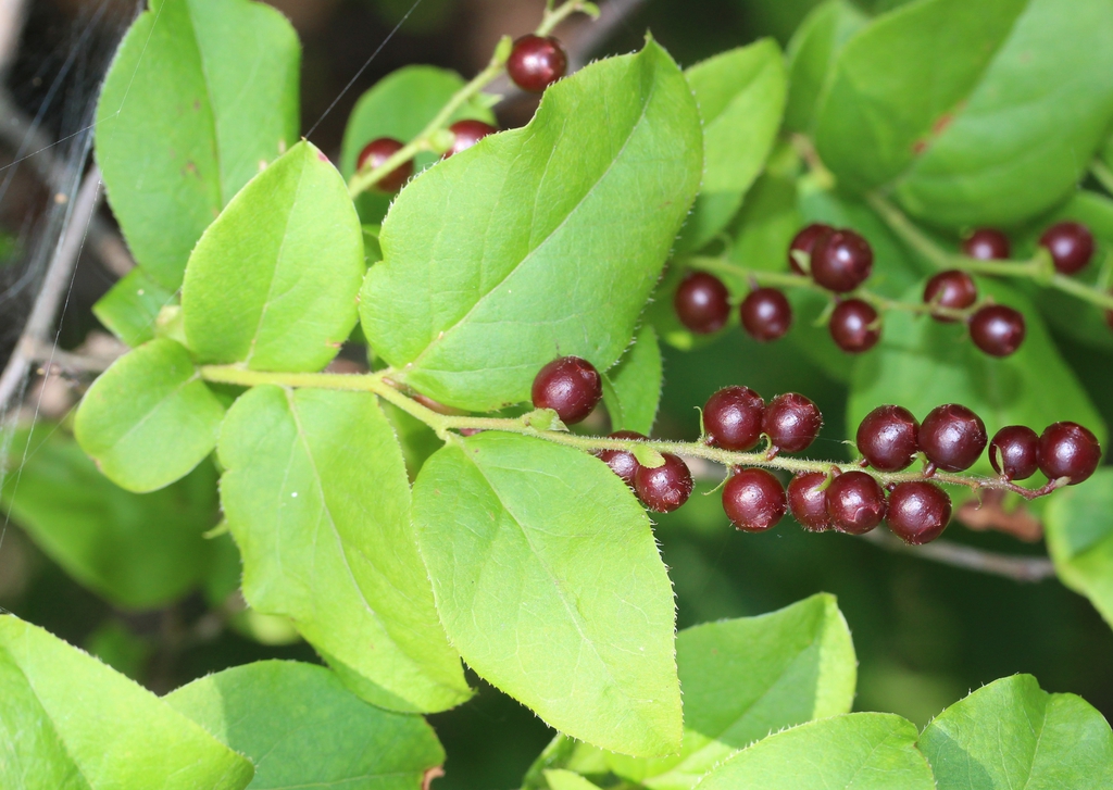 Vaccinium oldhamii