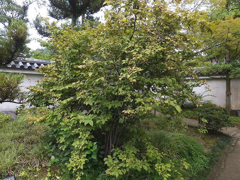 Vaccinium oldhamii