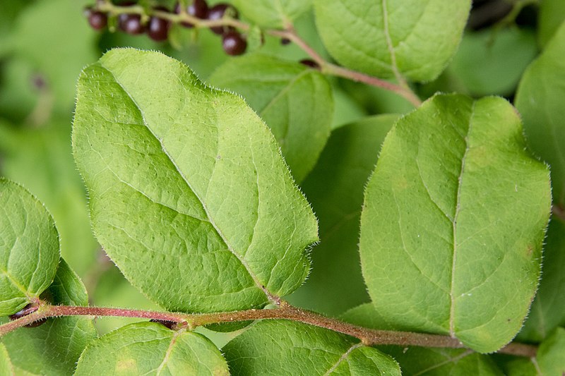 Vaccinium oldhamii
