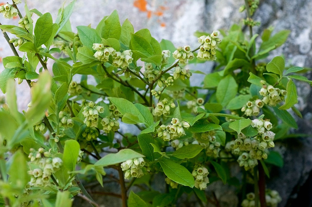 Form