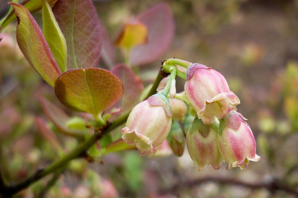 Close up of flower