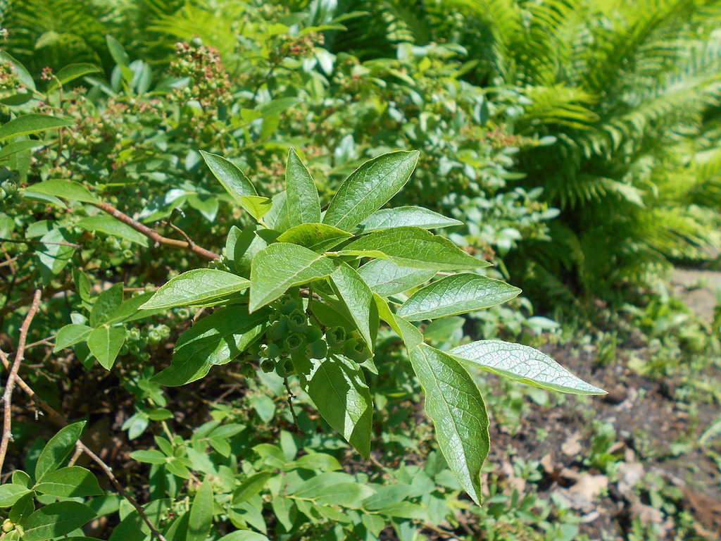 Stems and leaves