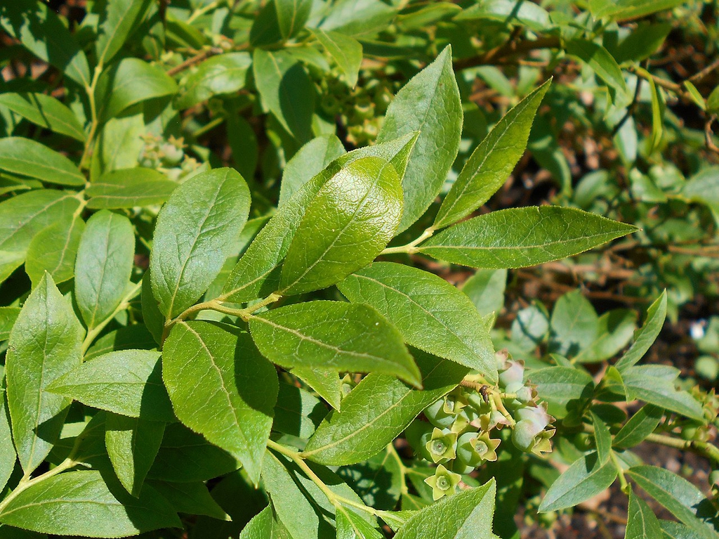 Leaf closeup