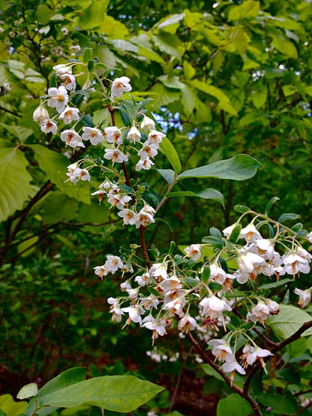Vaccinium stamineum