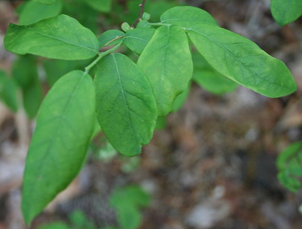 Vaccinium stamineum