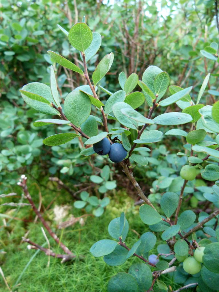 Vaccinium uliginosum