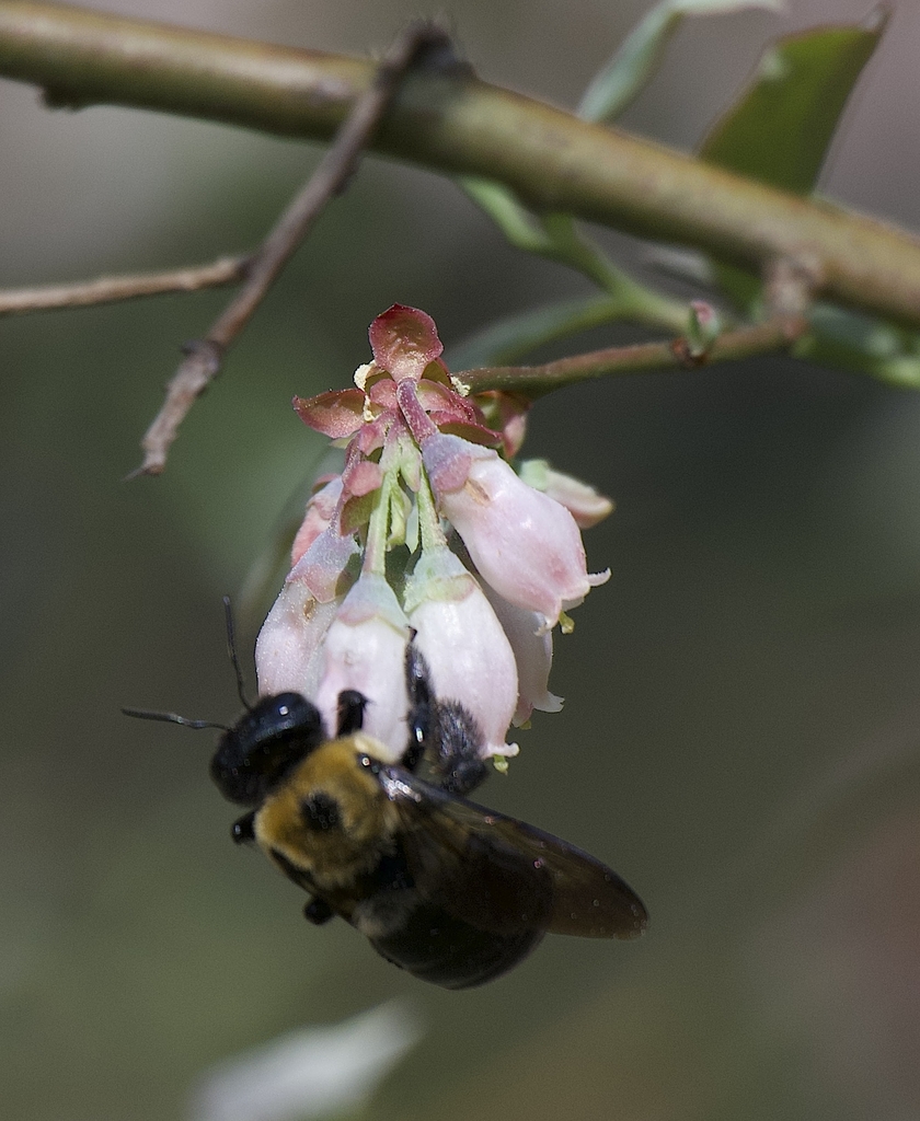 Bell shaped blossums hanging in clusters