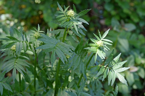 Valeriana officinalis