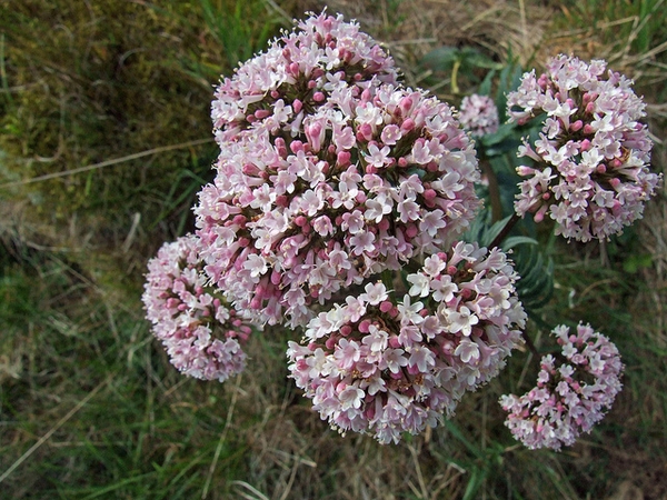 Valeriana officinalis