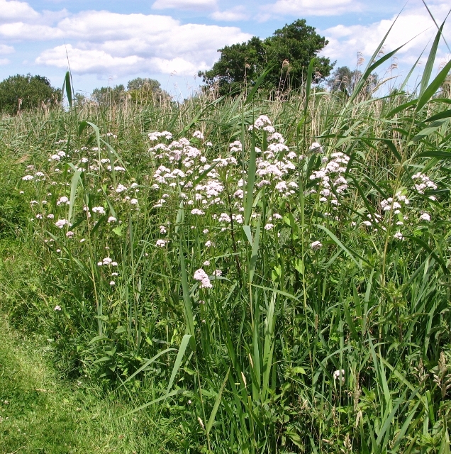 Valeriana officinalis